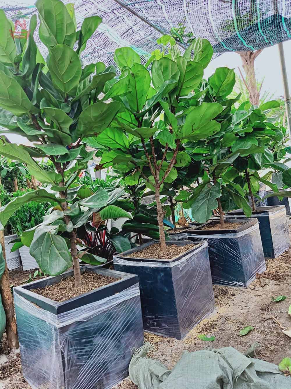 Chậu xi măng nhẹ trồng cây bàng Singapore